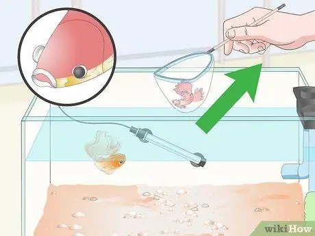 Профилактика и лечение папайи в Betta Fish Шаг 7 Профилактика и лечение папайи в Betta Fish Шаг 7