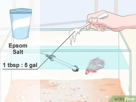 Профилактика и лечение папайи в Betta Fish Шаг 8 Профилактика и лечение папайи в Betta Fish Шаг 8
