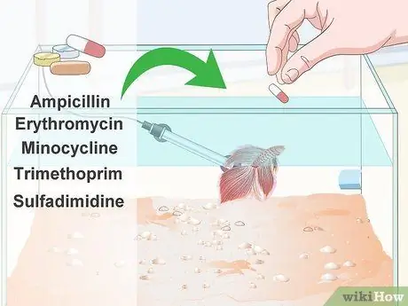 Профилактика и лечение папайя в Betta Fish Шаг 9 Профилактика и лечение папайя в Betta Fish Шаг 9