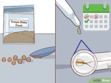 Уход за Triops Шаг 10