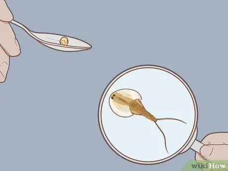 Уход за Triops Шаг 12