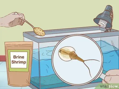 Уход за Triops Шаг 13