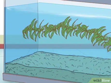 Уход за Triops Шаг 4