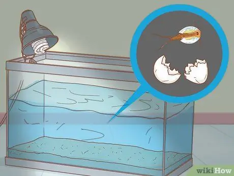 Уход за Triops Шаг 8