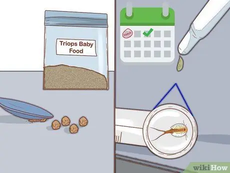 Уход за Triops Шаг 9