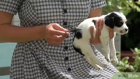 Искупайте щенка, шаг 1