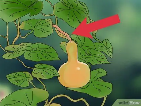 Сухие тыквы для украшения Шаг 10 Сухие тыквы для украшения Шаг 10