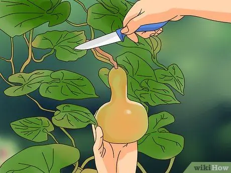 Сухие тыквы для украшения Шаг 12 Сухие тыквы для украшения Шаг 12