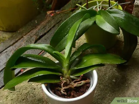 Reppot an Orchid Шаг 1