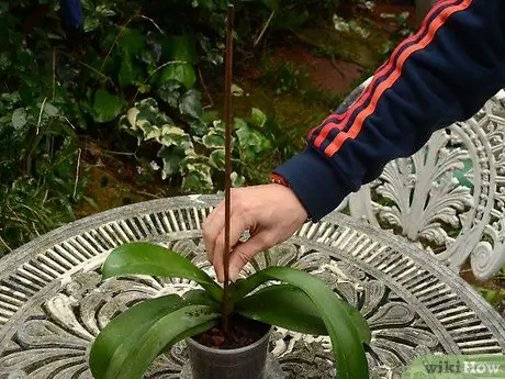 Reppot an Orchid Шаг 6