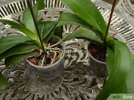 Repo an Orchid Intro