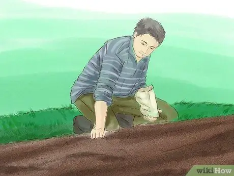Выращивание кукурузы из семян Шаг 8