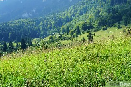 Сушеные травы в духовке Шаг 2 Сушеные травы в духовке Шаг 2