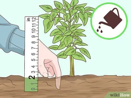 Выращивание корицы Шаг 11 Выращивание корицы Шаг 11