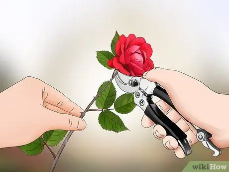 Пересадить розу Шаг 11