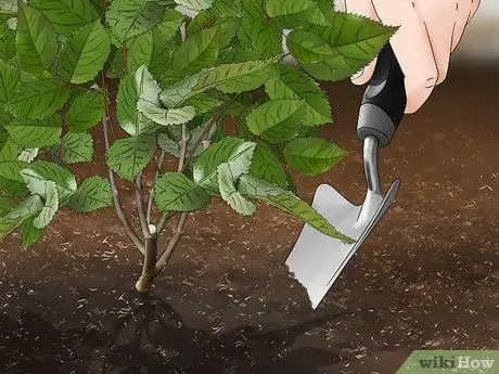 Пересадить розу Шаг 5