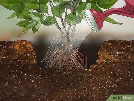 Пересадить розу Шаг 7