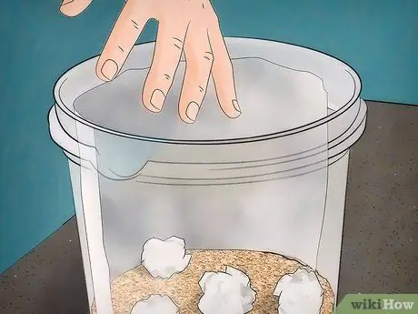 Разведение восковых червей Шаг 6