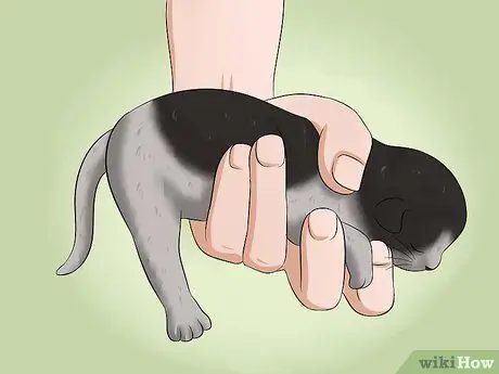 Сделать какашку для котенка Шаг 1 Сделать какашку для котенка Шаг 1