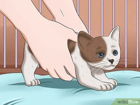 Сделать какашку для котенка Шаг 7 Сделать какашку для котенка Шаг 7