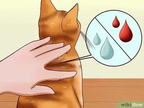 Дайте кошке сделать укол, шаг 10