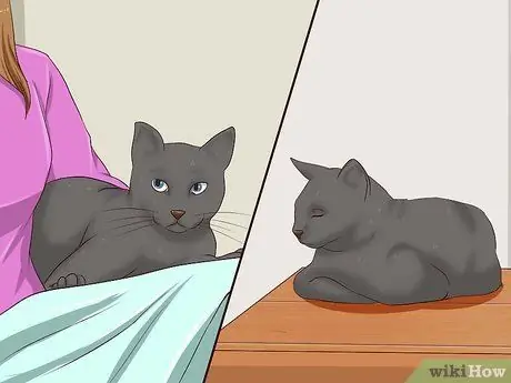 Дайте кошке сделать укол, шаг 2