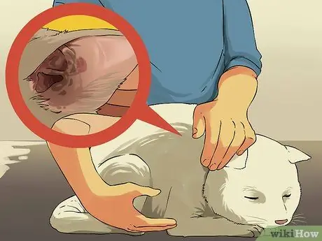 Очистите кошачьи уши, шаг 4