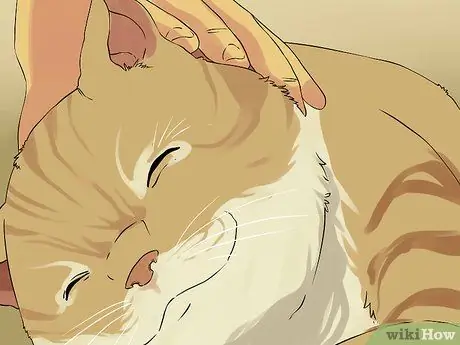Очистите кошачьи уши, шаг 5