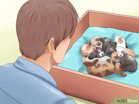 Выбери щенка из помета Шаг 5