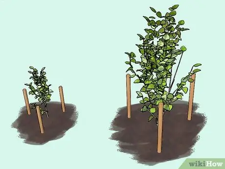 Засорение куста или дерева Шаг 4