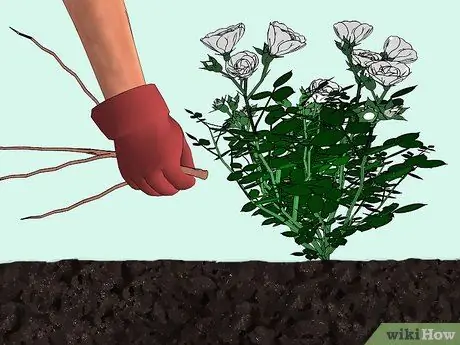 Засорение куста или дерева Шаг 7