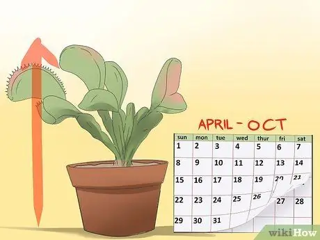 Уход за ловушками для Венеры Шаг 6 Уход за ловушками для Венеры Шаг 6