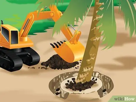 Посадить пальму Шаг 4 Посадить пальму Шаг 4