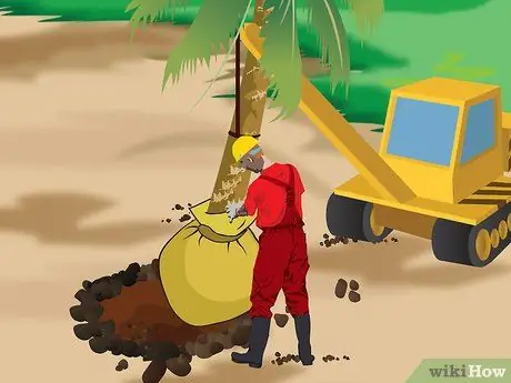 Посадить пальму Шаг 6 Посадить пальму Шаг 6