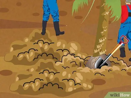 Посадить пальму Шаг 9 Посадить пальму Шаг 9