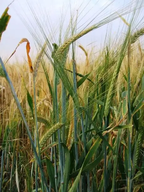 Silage_ready_barley