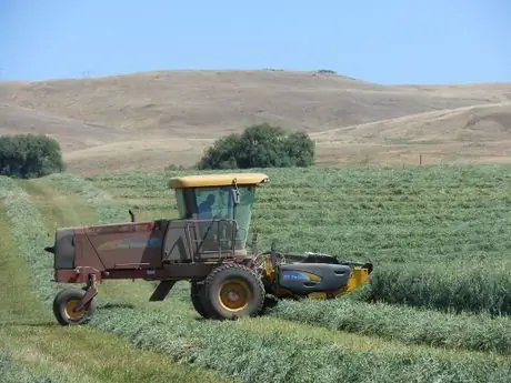 Swathing_oats