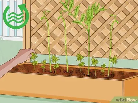 Выращивание чечевицы Шаг 10