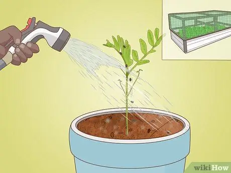 Выращивание чечевицы Шаг 11