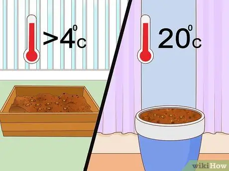 Выращивание чечевицы Шаг 3
