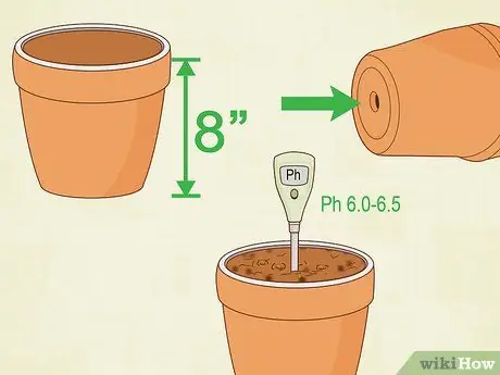 Выращивание чечевицы Шаг 4