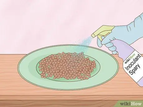 Выращивание чечевицы Шаг 5