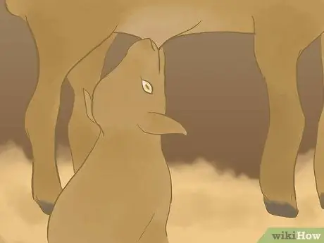 Кормление из бутылочки Goat Kids Step 9