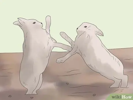 Знакомство с Rabbits Step 7 Знакомство с Rabbits Step 7