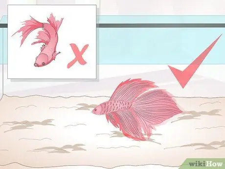 Тренируйте Betta Fish Шаг 2 Тренируйте Betta Fish Шаг 2