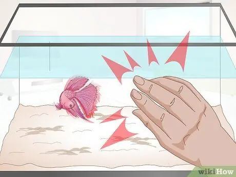 Тренируйте Betta Fish Шаг 5 Тренируйте Betta Fish Шаг 5