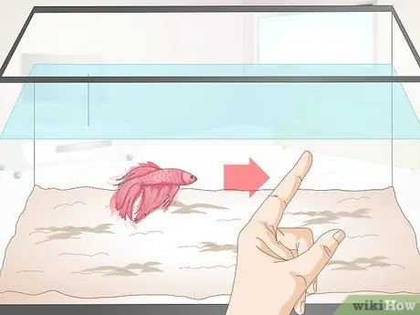 Тренируйте Betta Fish Шаг 6 Тренируйте Betta Fish Шаг 6