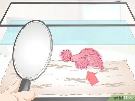 Тренируйте Betta Fish Шаг 7 Тренируйте Betta Fish Шаг 7