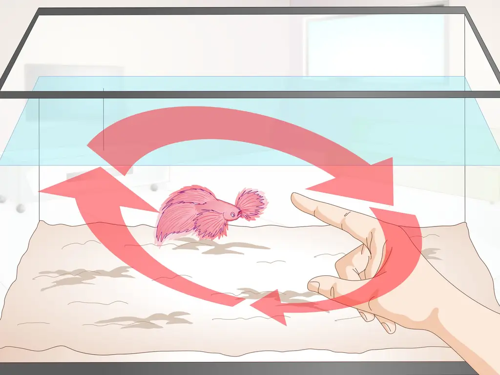Как приручить рыбу Betta Fish: 10 шагов