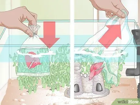 Установите Betta Tank Шаг 15 Установите Betta Tank Шаг 15